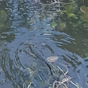 Meet your Posher, Evian